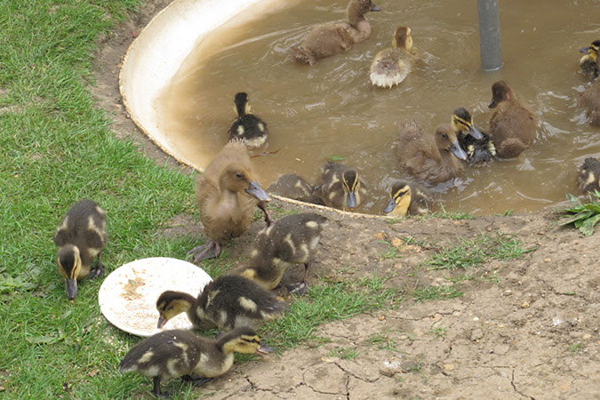 2011_apr_wetland_007