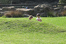 2011_apr_wetland_027