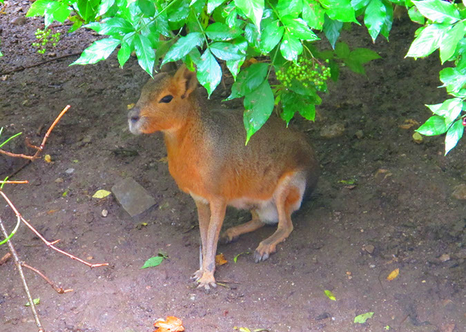 hellbrunn_zoo_17