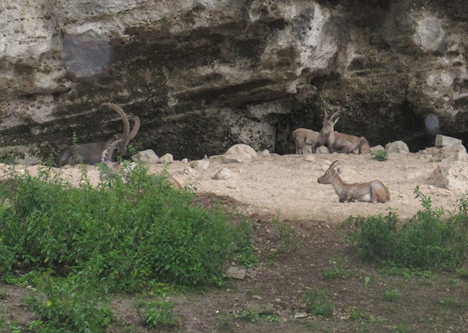 hellbrunn_zoo_19