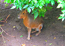 hellbrunn_zoo_17
