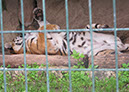 hellbrunn_zoo_42