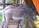 hellbrunn_zoo_46