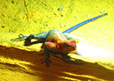 hellbrunn_zoo_53