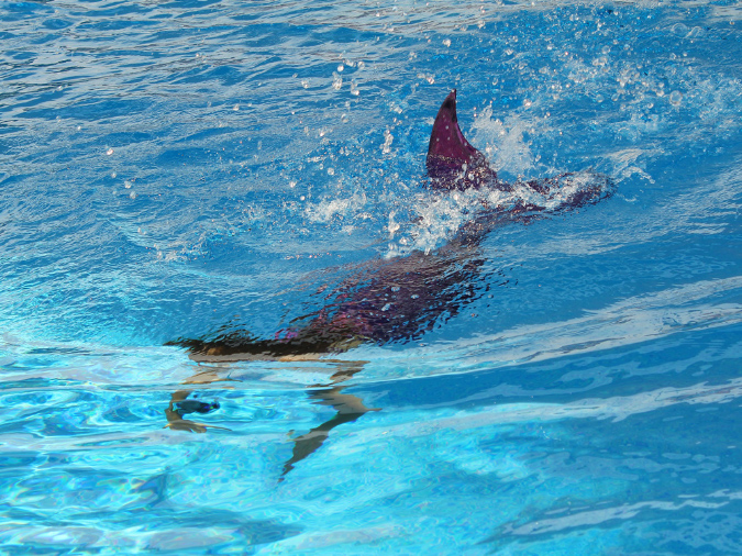 2015_aug_mermaid09