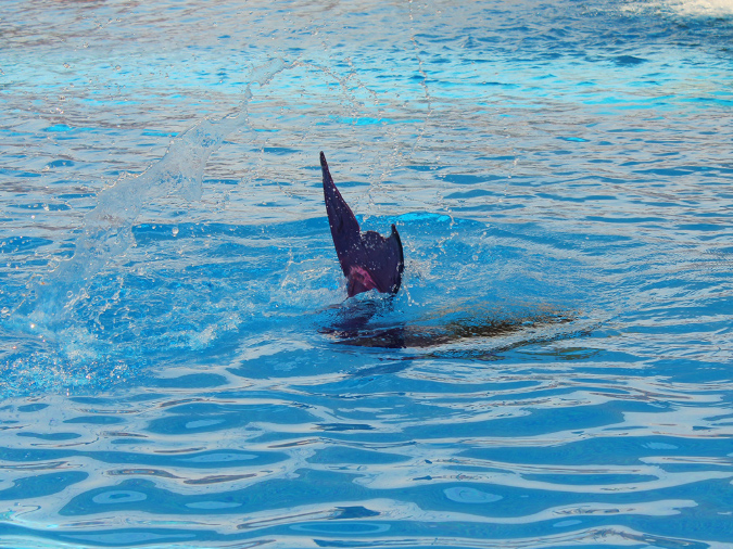 2015_aug_mermaid10