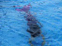 2015_aug_mermaid08