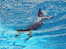 2015_aug_mermaid09