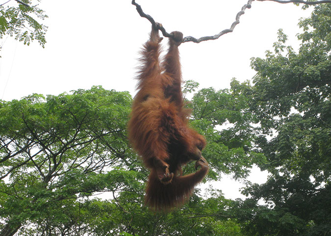 singaporezoo_09