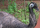 singaporezoo_34