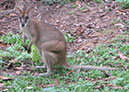 singaporezoo_42