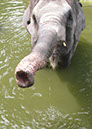 singaporezoo_64