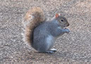 2012_jan_hyde_park_07