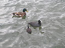 2012_jul_zell_am_see07