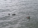 2012_jul_zell_am_see16