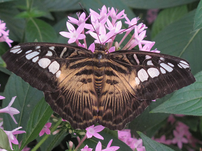 2013_jul_butterflies03