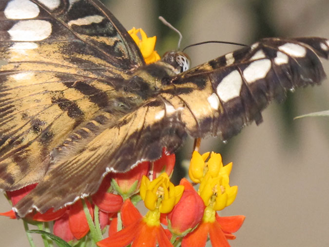 2013_jul_butterflies05
