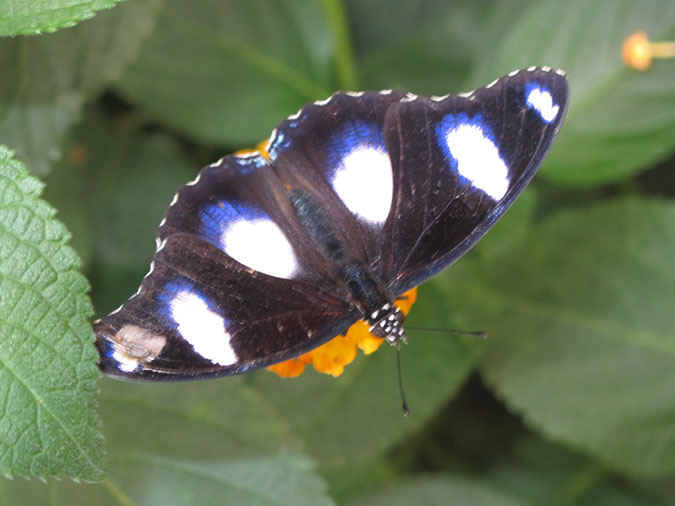 2013_jul_butterflies11
