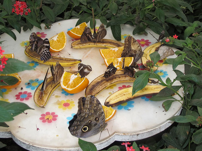 2013_jul_butterflies12