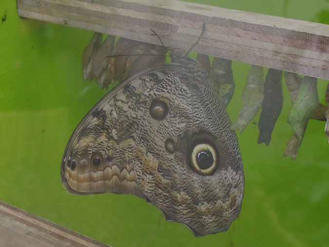 2013_jul_butterflies20