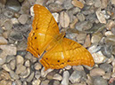 2013_jul_butterflies02