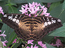 2013_jul_butterflies03