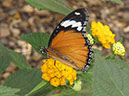 2013_jul_butterflies04