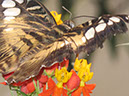 2013_jul_butterflies05