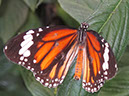 2013_jul_butterflies06