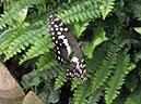 2013_jul_butterflies09