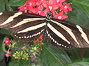 2013_jul_butterflies10