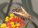 2013_jul_butterflies17