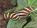 2013_jul_butterflies19