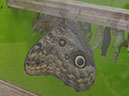 2013_jul_butterflies20