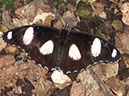 2013_jul_butterflies32