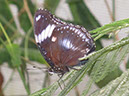 2013_jul_butterflies34
