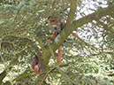 2013_jul_kew_myla54