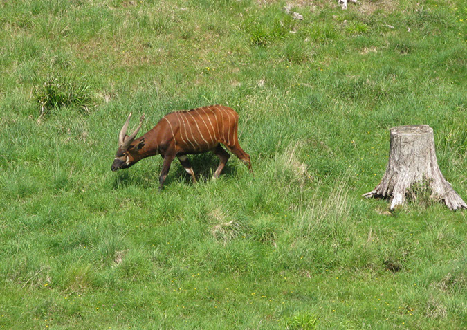 longleat_057