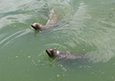 longleat_007