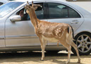 longleat_060