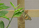 longleat_095
